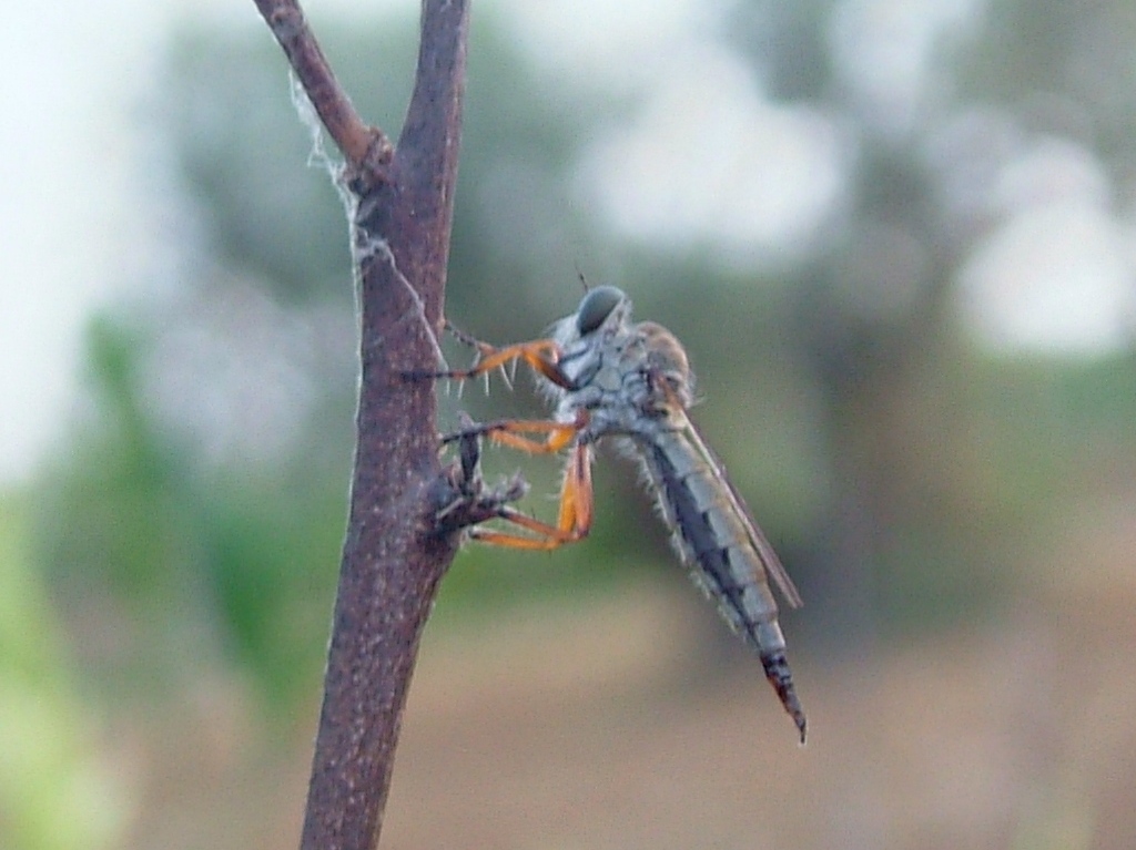 Asilidae